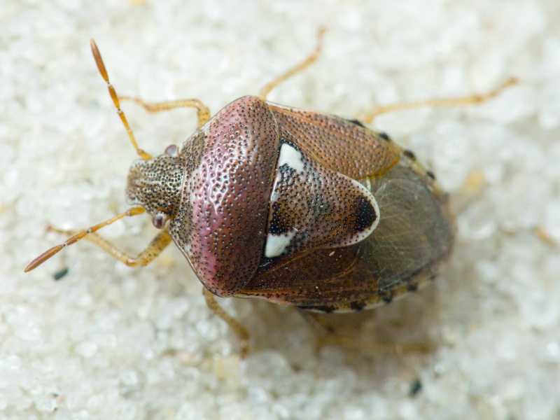Stagonomus bipunctatus (Linnaeus, 1758)